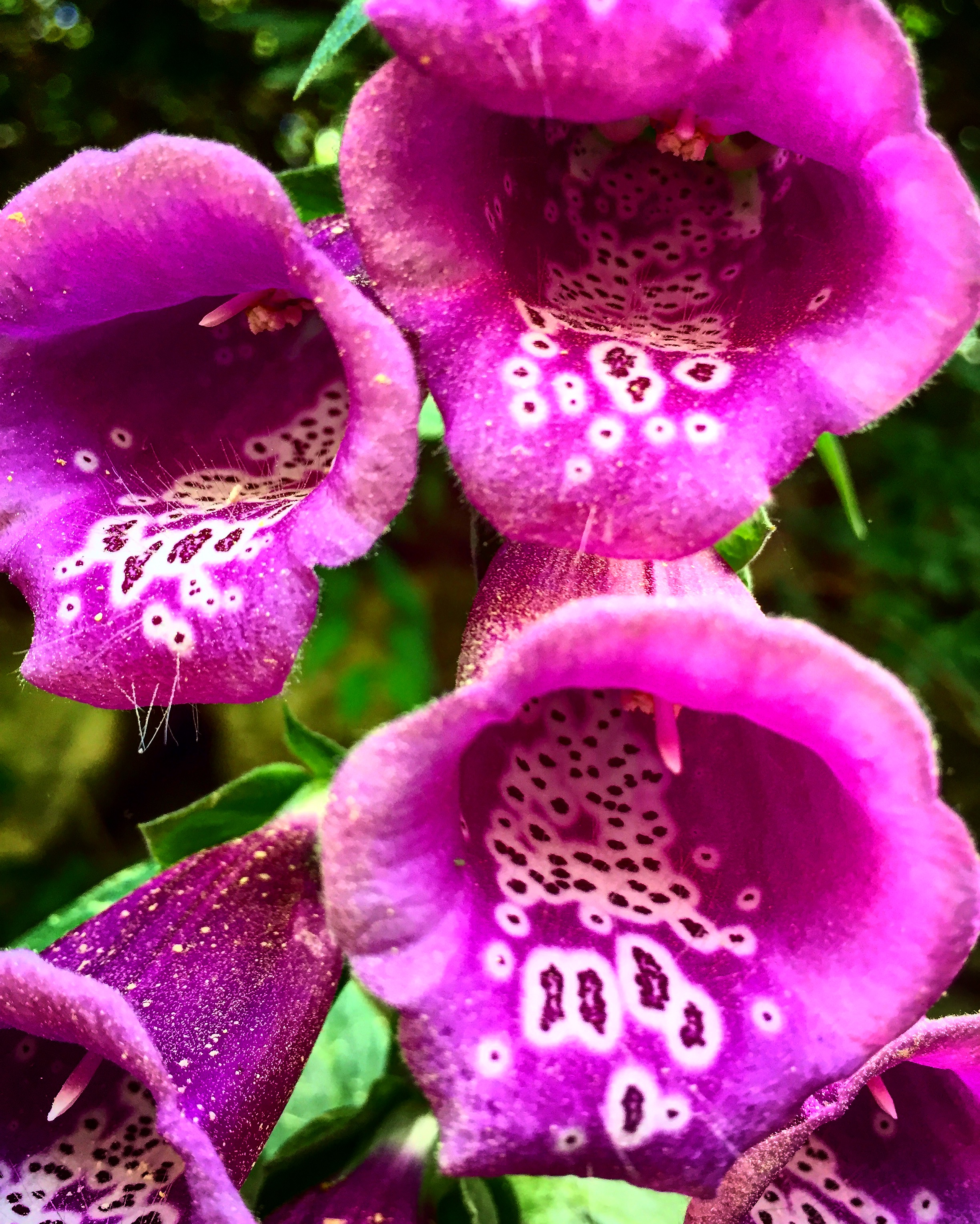 Foxglove Flowers Up Close