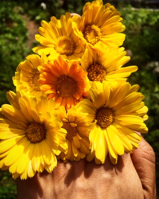 Calendula Flowers