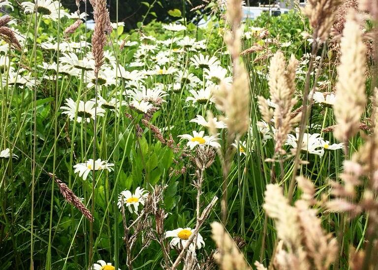 Field of grass and daisies