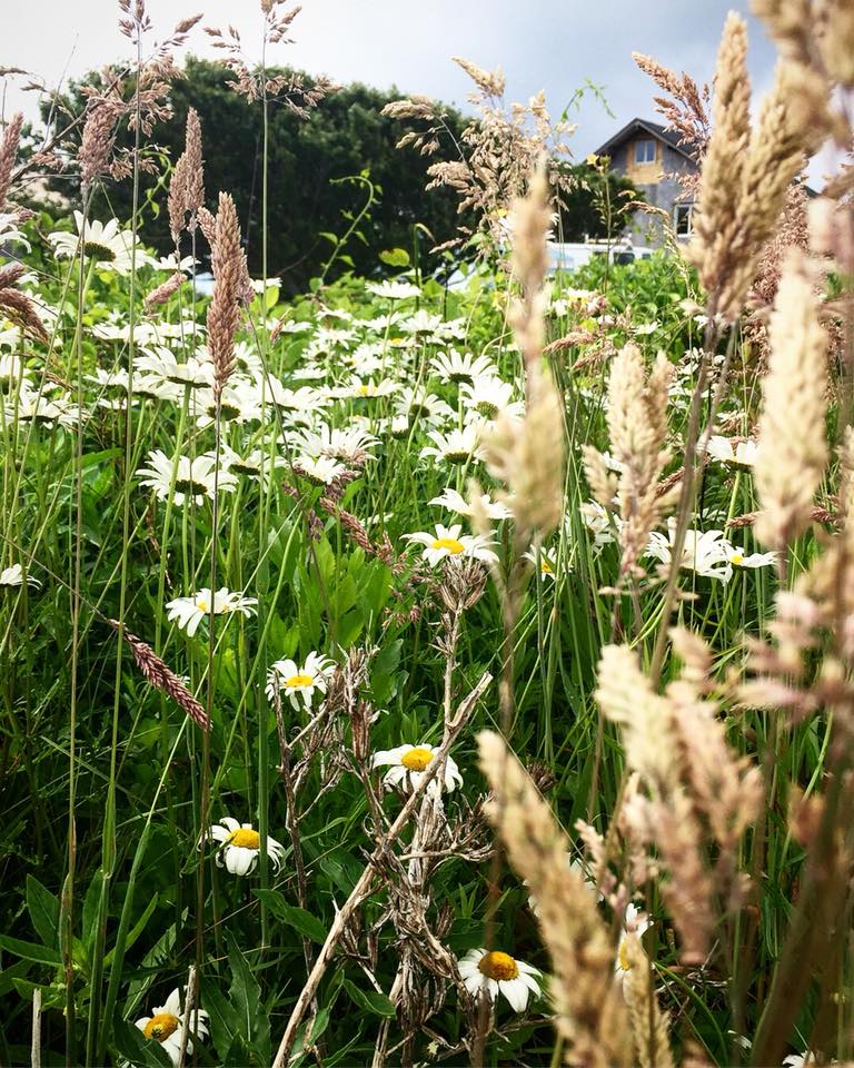 Field of grass and daisies