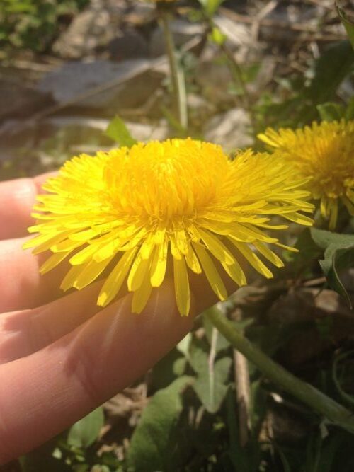 Dandelion flower