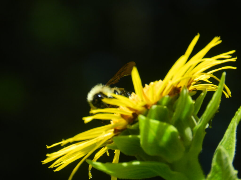Elecampane