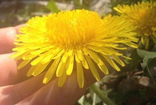 Dandelion Blossom