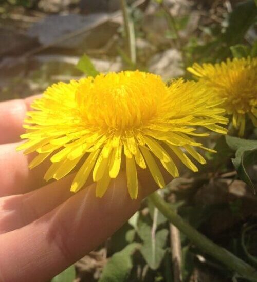 Dandelion Blossom